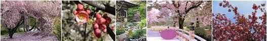 Le printemps s'invite sur La Boutique Japonaise